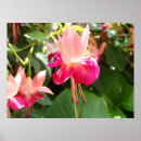 Recherche de fuschia posters Rose
