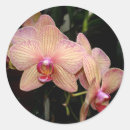 Recherche de orchidées jaunes autocollants Floral
