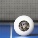 Recherche de loups balles ping pong Dog