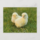 Recherche de poussette cartes postales Poulet