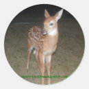 Recherche de cerfs communs autocollants Sauvage