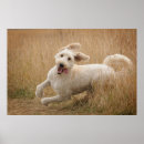 Recherche de breed posters Puppy