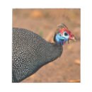 Recherche de oiseau coloré blocsnotes Faune