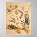 Recherche de métamorphose posters Nature