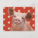 Recherche de cochons cartes postales Élevage