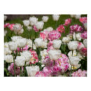 Recherche de tulipe blanche posters Nature