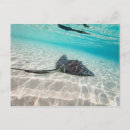Recherche de raie cartes postales Sous marin