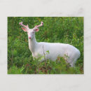 Recherche de albinos cartes postales Cerf