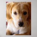 Recherche de race mélangée posters Animal familier