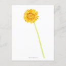 Recherche de gerbera cartes postales Botanique