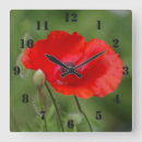 Recherche de pavots horloges Nature