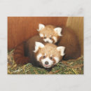 Recherche de petit panda cartes postales Rouge