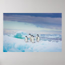 Recherche de adelie penguin posters Neige