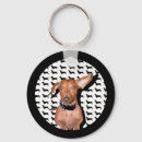 Recherche de dackel Weenie dog