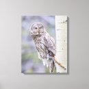 Recherche de hibou gris posters Strix nébulosa