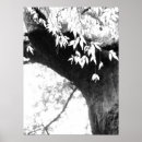 Recherche de monotoon posters Nature