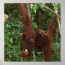 Recherche de wild one posters Jungle