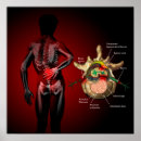 Recherche de lombaire posters Dos