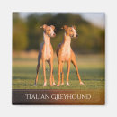 Recherche de lévriers magnets Chiot
