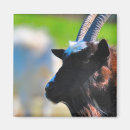 Recherche de klaxons magnets Chèvre
