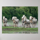 Recherche de camargue posters Cheval