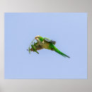 Recherche de perruches posters Nature