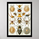 Recherche de arachnide art Araignées