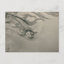 Recherche de otaries cartes postales Phoques