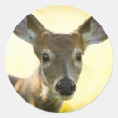 Recherche de cerf de virginie autocollants Animaux