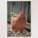 Recherche de rooster puzzles Bird