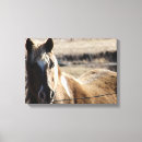 Recherche de pinto impressions sur toile Équine