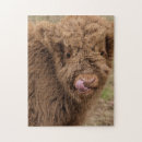 Recherche de vaches des montagnes puzzles Taureau