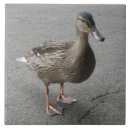 Recherche de canards mignons carreaux Drôle