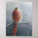 Recherche de oiseaux proie posters Crécerelle