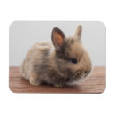 Recherche de petit bébé magnets Animal