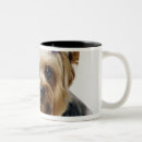 Recherche de terrier yorkshire tasses Mignon