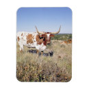 Recherche de le texas magnets L'amérique