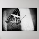 Recherche de motif animal posters Rayures