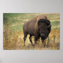 Recherche de bison américain posters Troupeau