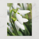 Recherche de fleur de perce neige cartes postales Printemps