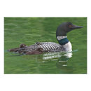 Recherche de plongeon posters Oiseau