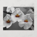 Recherche de orchidée noire cartes postales Floral