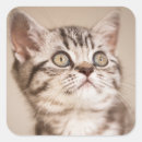 Recherche de tablette autocollants Tabby