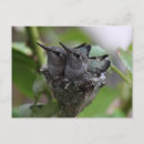Recherche de colibris mignons cartes postales Animaux