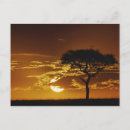 Recherche de acacia cartes postales Silhouette