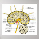 Recherche de lymphocyte Système immunitaire