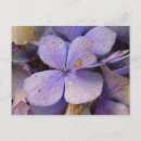 Recherche de hortensia cartes postales Jardin