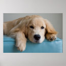 Recherche de chiot golden retriever posters Animal familier