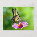 Recherche de papillon tigre cartes postales Fleur