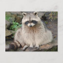 Recherche de cocon cartes postales Animaux